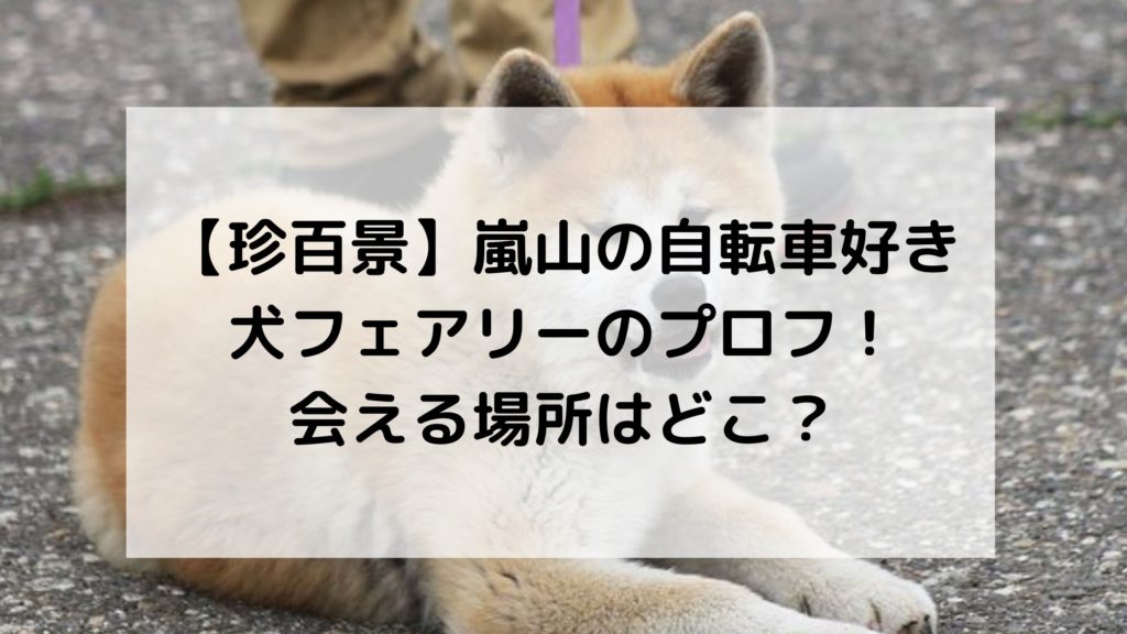嵐山秋田犬珍百景